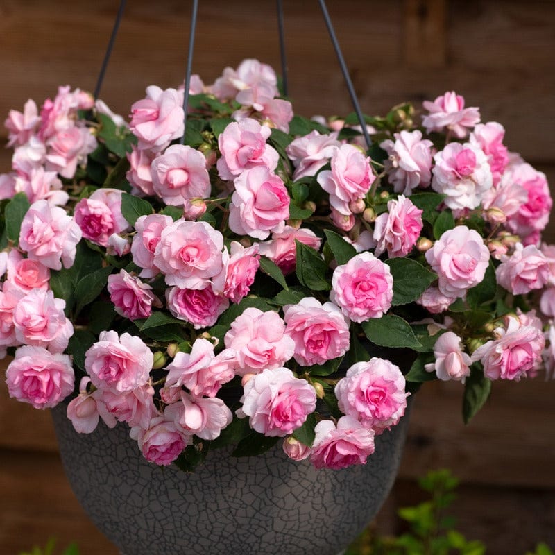 dt-brown FLOWER PLANTS 5 Young Plant Impatiens Glimmer Pink