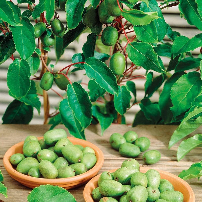 dt-brown FRUIT Kiwi arguta Issai Fruit Plant (self fertile)