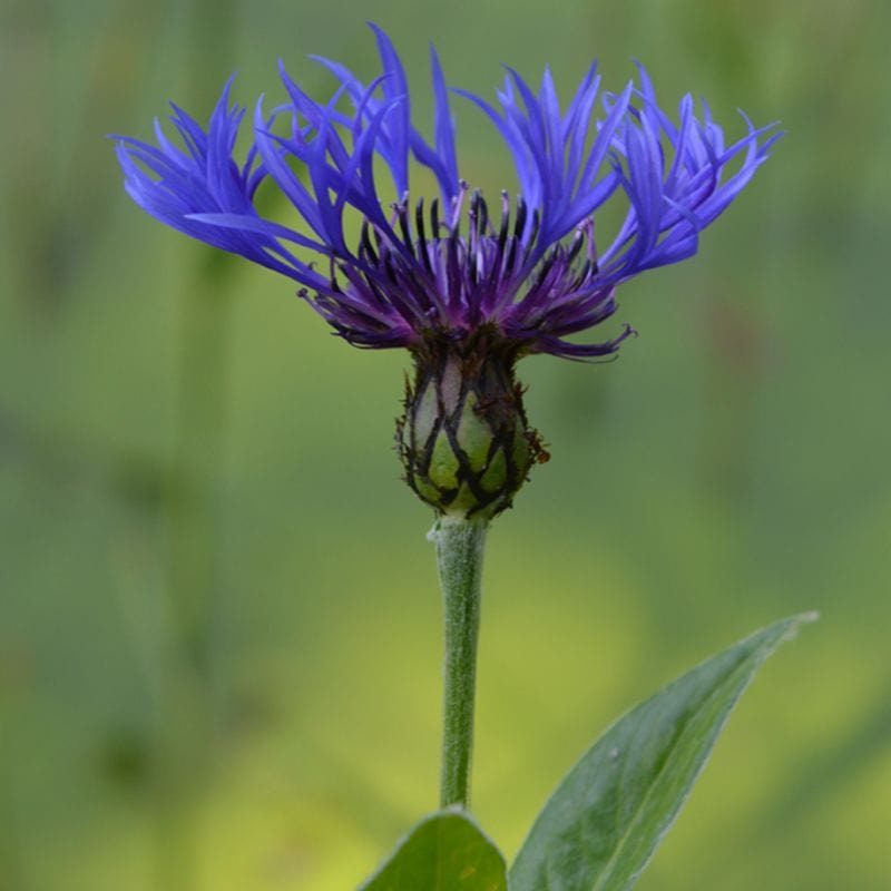 dt-brown FLOWER PLANTS 5 Young Plants Greater Knapweed Plants