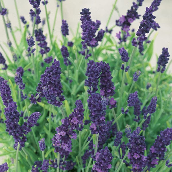 Lavender Hidcote Plug Plants