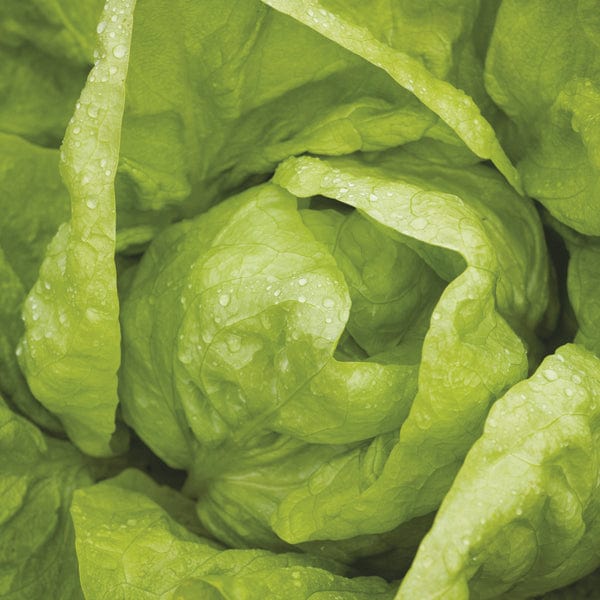 Lettuce Valdor Plants Vegetable Plants from D.T.Brown