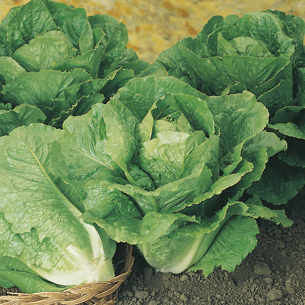 Lettuce Winter Density Plants