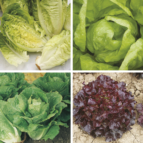 Winter Lettuce Plant Collection