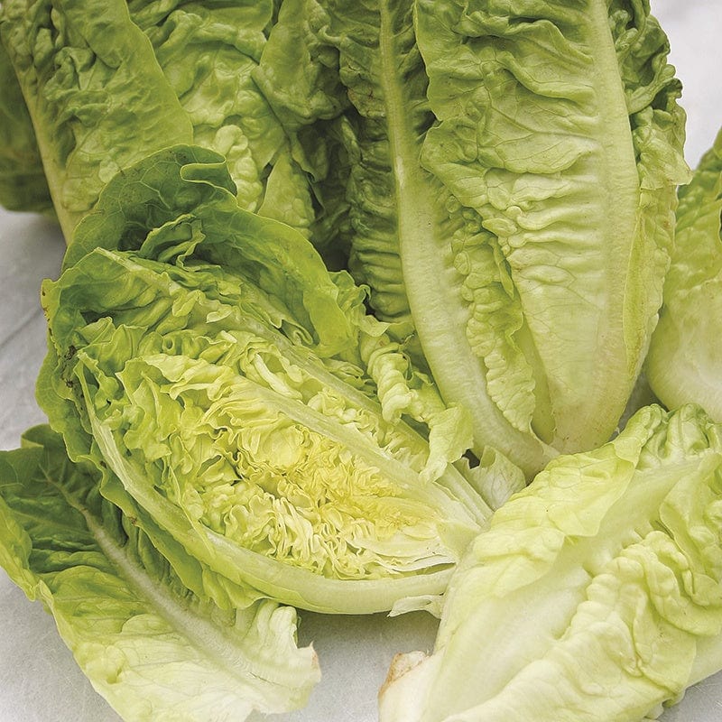 dt-brown VEGETABLE PLANTS Lettuce Valian (Winter Gem) Veg Plants