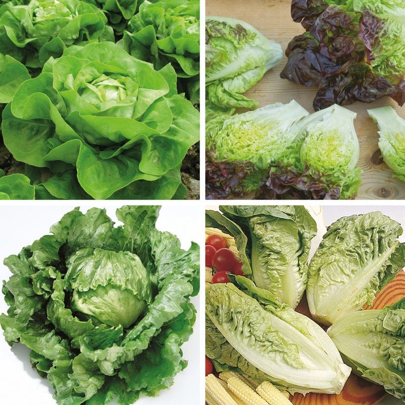 dt-brown VEGETABLE PLANTS 40 Plants (LATE) Lettuce Veg Plant Collection