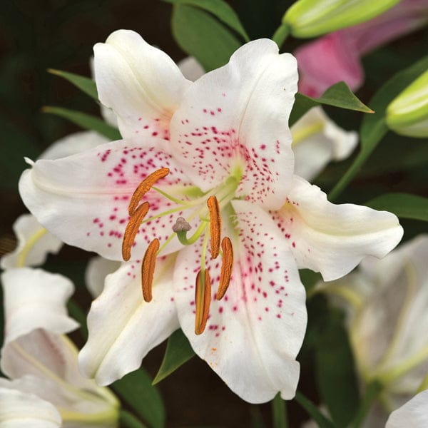 asiatic lily muscadet Lily Muscadet Garden Flower Bulbs from D.T. Brown Seeds