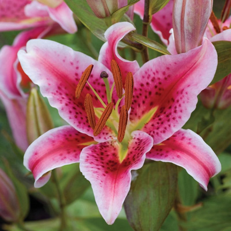 dt-brown FLOWER BULBS Lily Stargazer Flower Bulbs