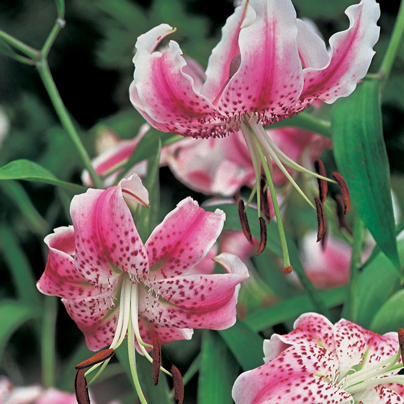 Lily Shade Flower Bulbs Collection