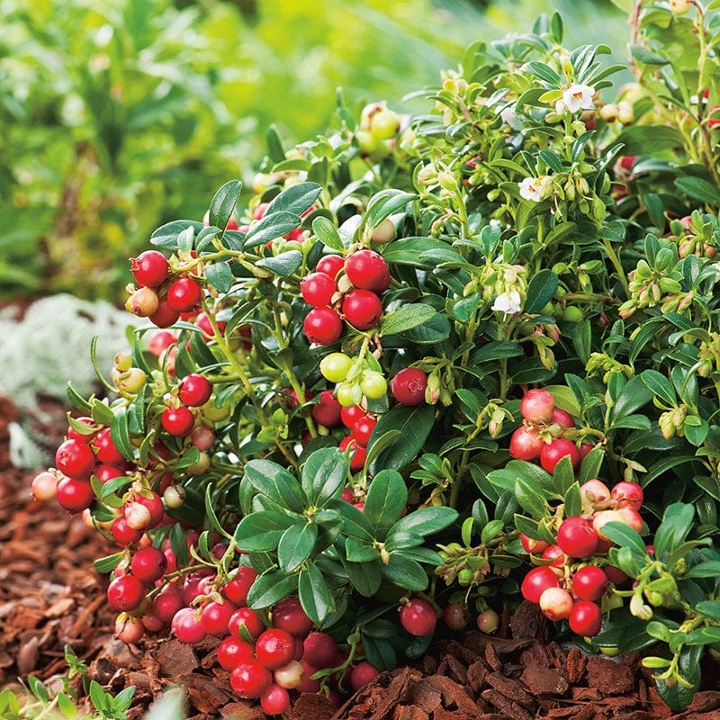 Lingonberry Plant From D T Brown Lingonberry Plant From D T Brown