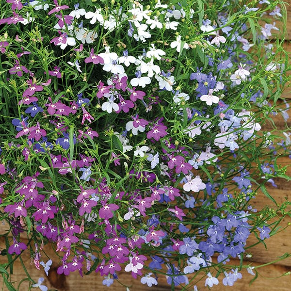 DT Brown FLOWER PLANTS Lobelia Wonderfall Mixed Plug Plants