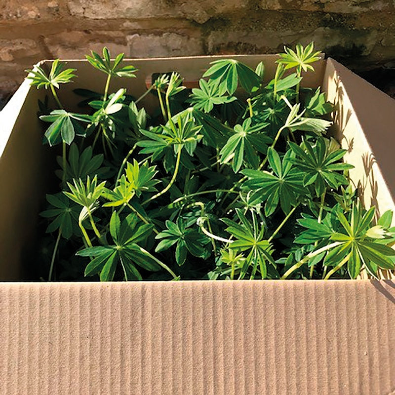 Cardboard box filled with green plants against a stone wall background