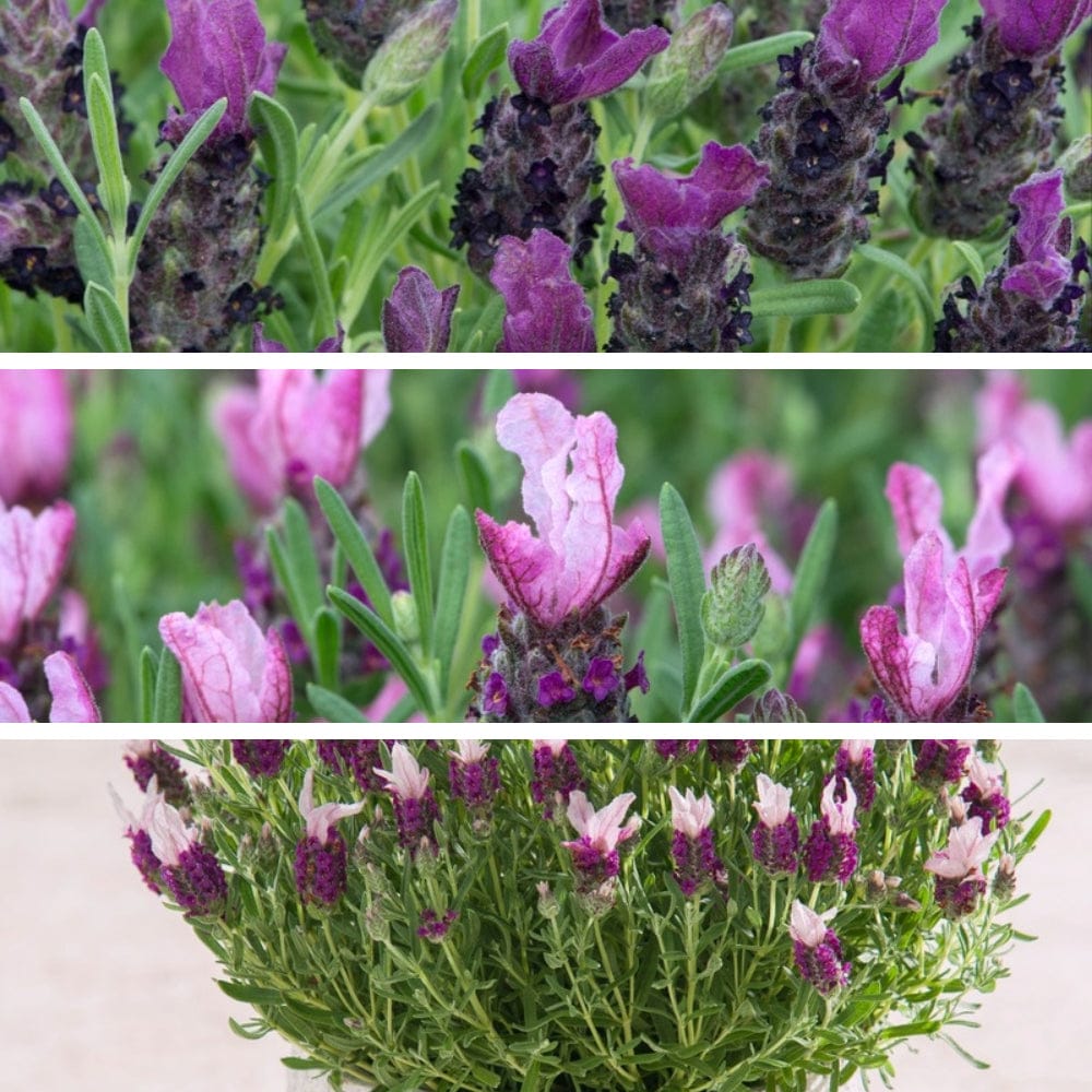 DT Brown FLOWER PLANTS Lavandula stoechas (French) Collection 9 Young Plants