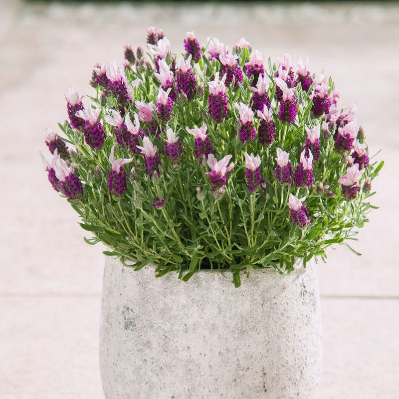 dt-brown FLOWER PLANTS Lavendula Stoechas (French) Pink
