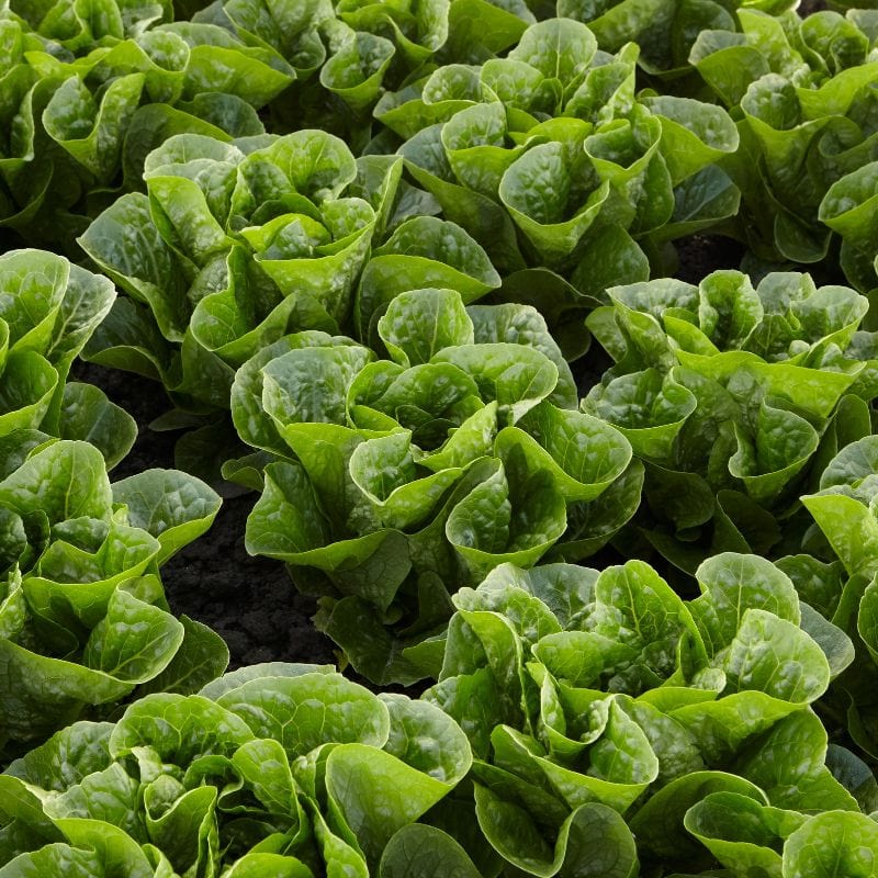 Summer Vegetable Crops