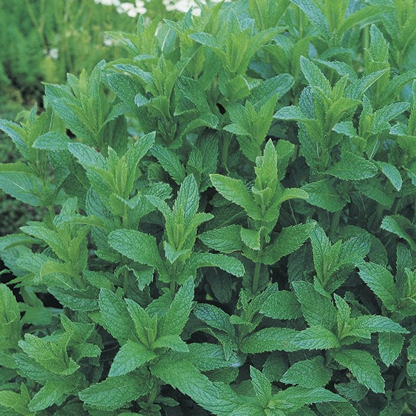 dt-brown VEGETABLE PLANTS 3 x 9cm Potted Plants (LATE) Garden Mint Herb Plants