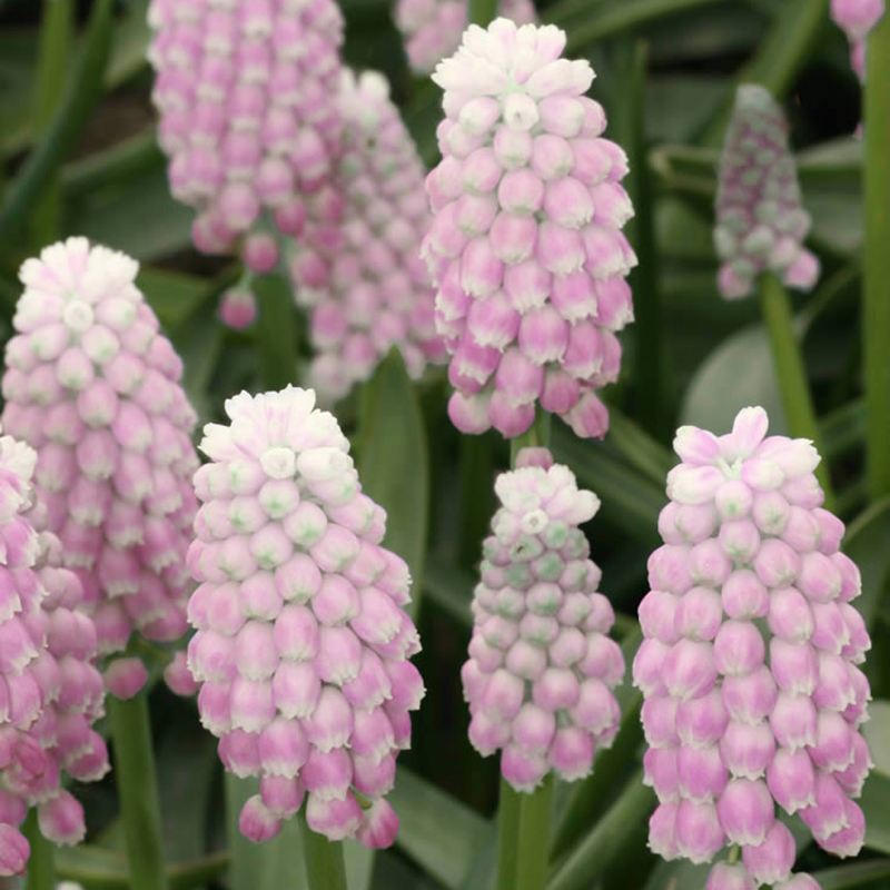 Close-up of pink and white muscari flowers with green leaves.