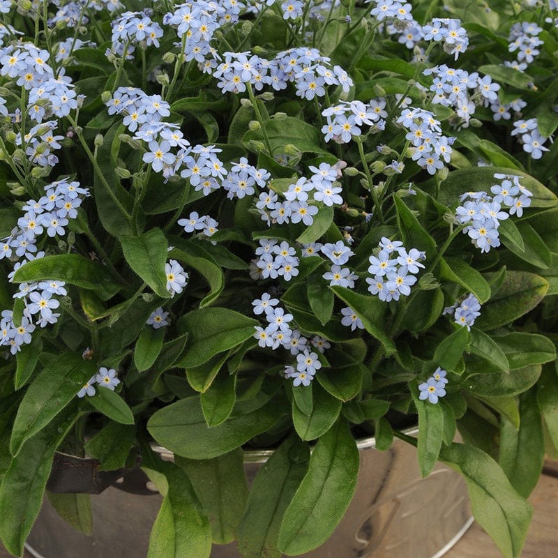 dt-brown FLOWER PLANTS Forget-Me-Not Mon Amie Blue Flower Plants