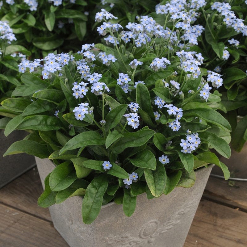 dt-brown FLOWER PLANTS Forget-Me-Not Mon Amie Blue Flower Plants