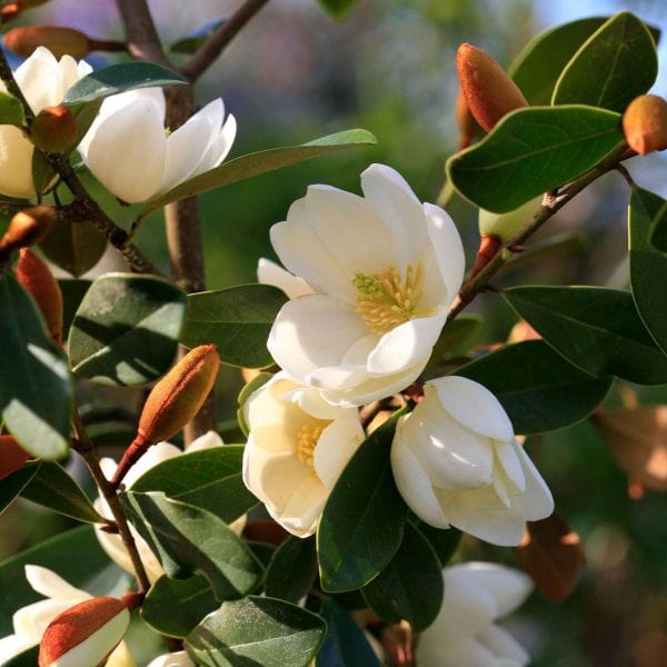 dt-brown FLOWER PLANTS Magnolia Laevifolia Honey Velvet Flower Plant