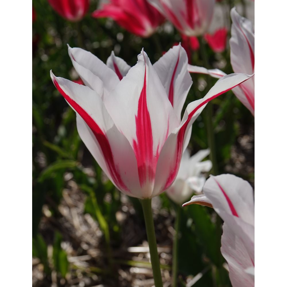 Tulip Lily Flowered Bulb Collection