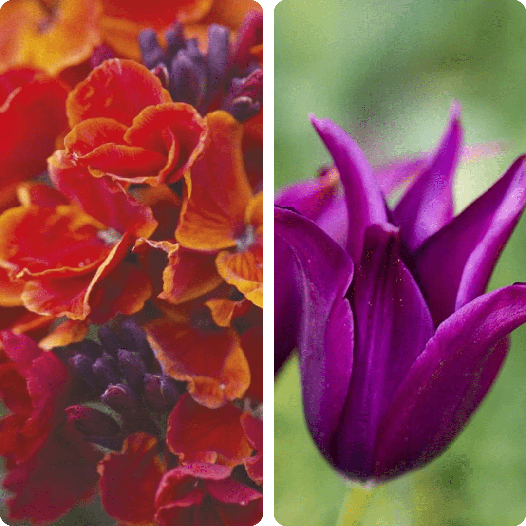dt-brown Midnight Marmalade Tulip and Wallflower Collection