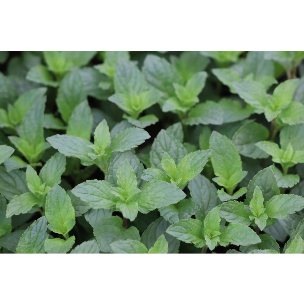Mint After Eight Herb Potted Plants