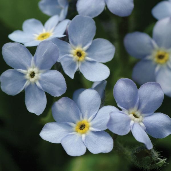 dt-brown Forget-Me-Not Mon Amie Blue Bedding Flower Plants