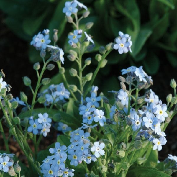dt-brown Forget-Me-Not Mon Amie Blue Bedding Flower Plants