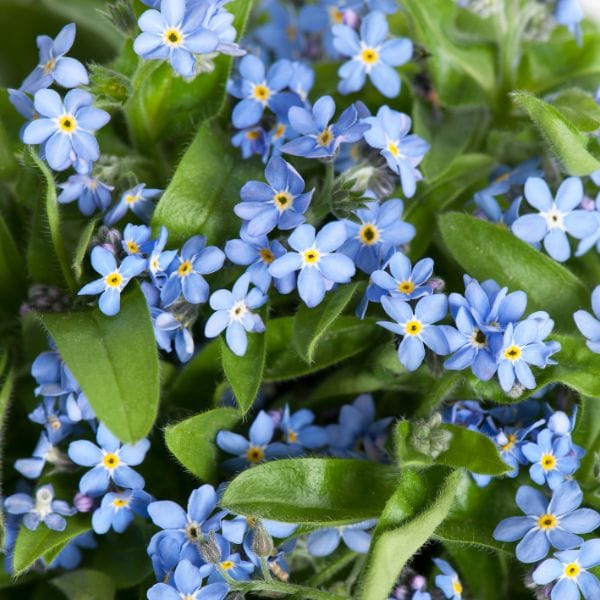 dt-brown Forget-Me-Not Mon Amie Blue Bedding Flower Plants