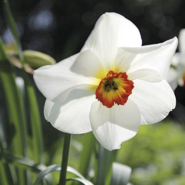 White flower with a red and yellow center in a garden setting