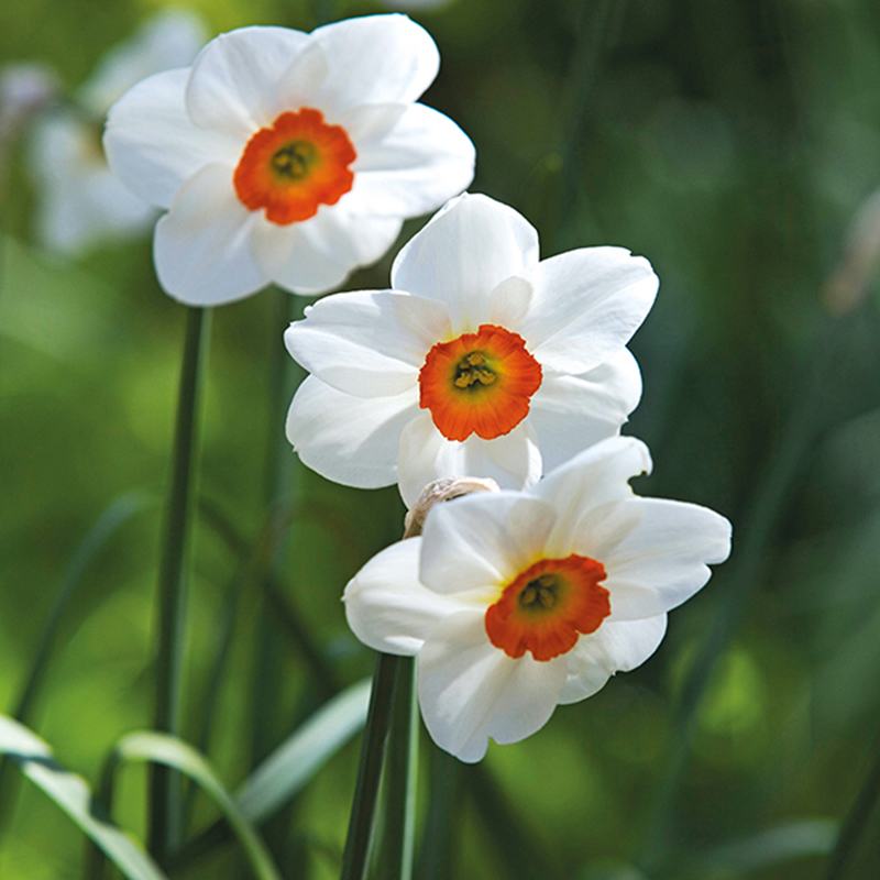 Three white flowers with orange centers on a blurred green background