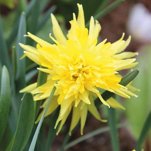 dt-brown FLOWER BULBS Narcissus Rip Van Winkle Flower Bulbs