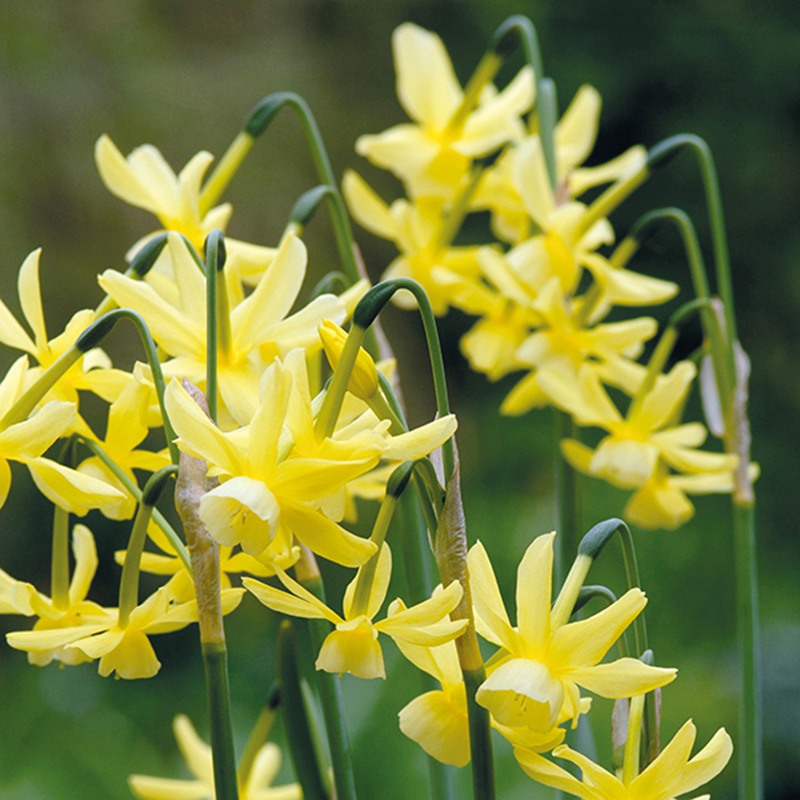 Close-up of yellow flowers with green stems against a blurred natural background