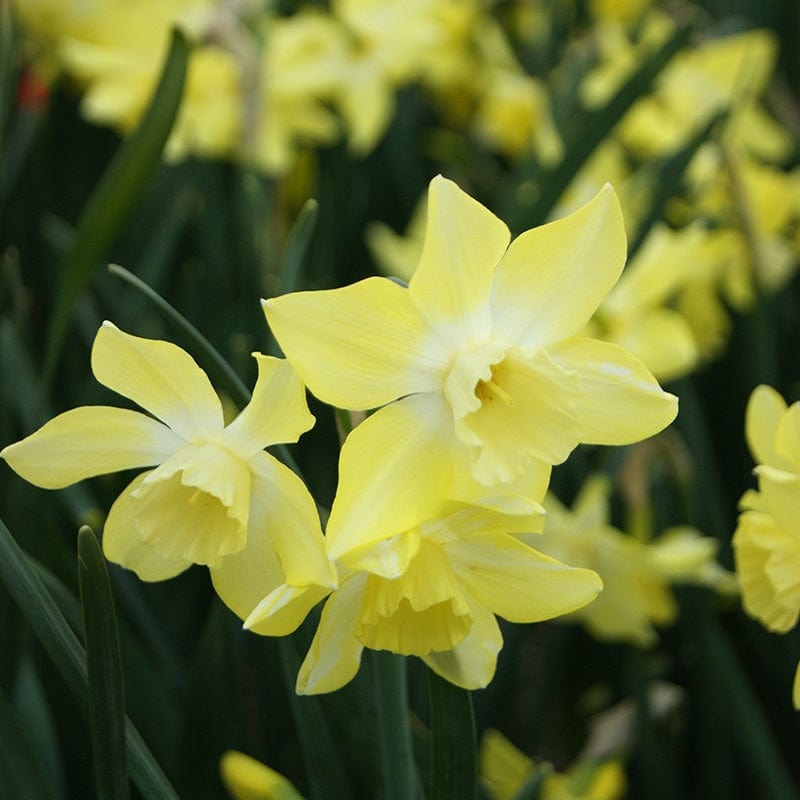 dt-brown FLOWER BULBS Narcissus Pipit Flower Bulbs