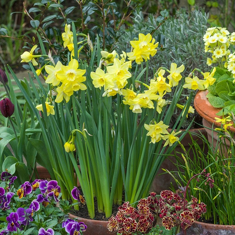 dt-brown FLOWER BULBS Narcissus Pipit Flower Bulbs