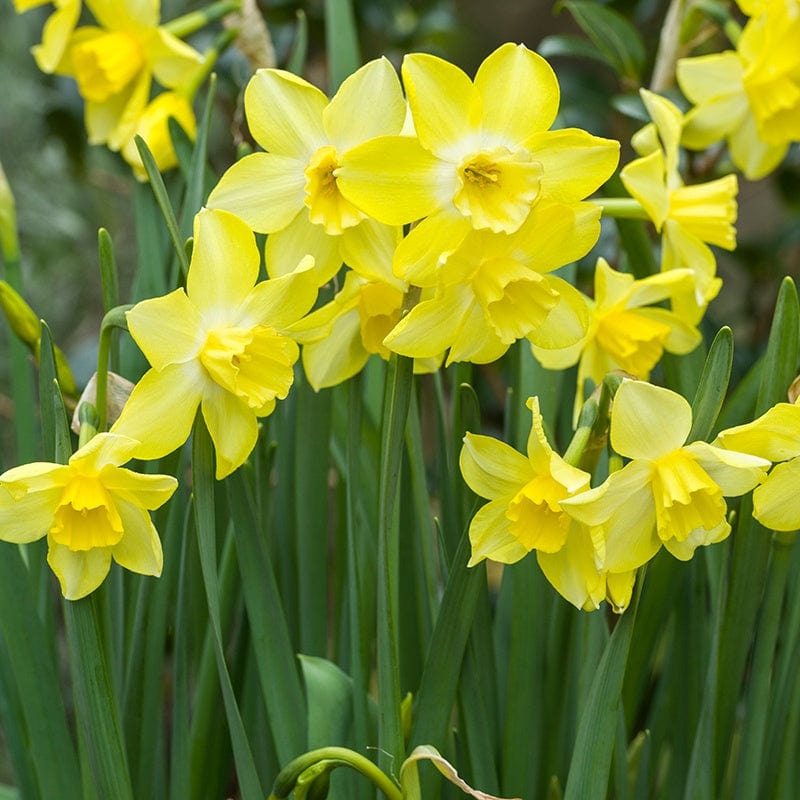 dt-brown FLOWER BULBS Narcissus Pipit Flower Bulbs