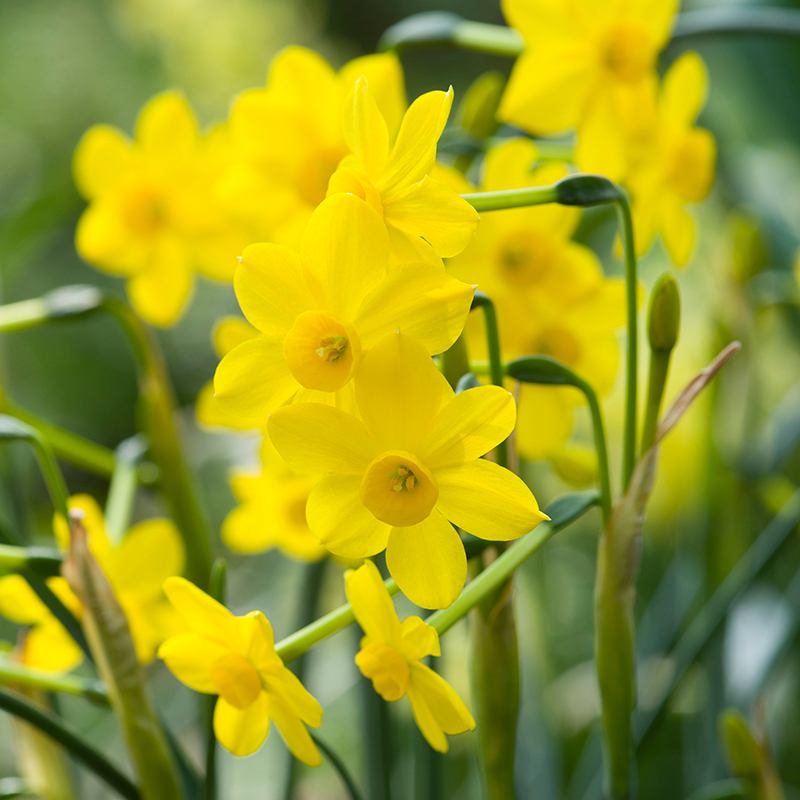 Close-up of yellow daffodils with a blurred green background
