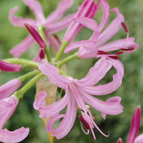 Nerine Flower Bulbs Collection