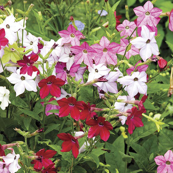 Nicotiana Perfume F1 Mixed Plug Plants