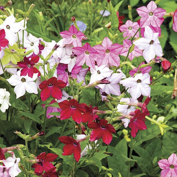 DT Brown FLOWER PLANTS Nicotiana Perfume F1 Mixed Plug Plants