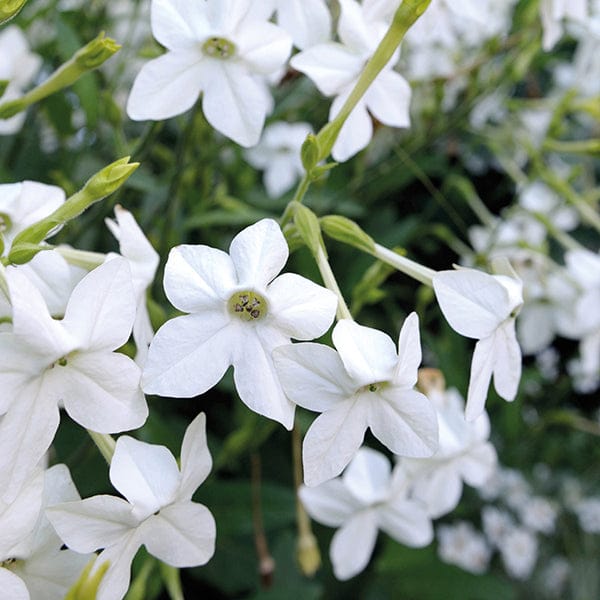 DT Brown FLOWER PLANTS Nicotiana Grandiflora Plug Plants