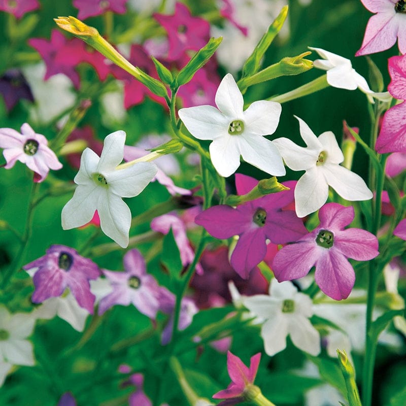 DT Brown FLOWER PLANTS Nicotiana Perfume F1 Mixed Plug Plants
