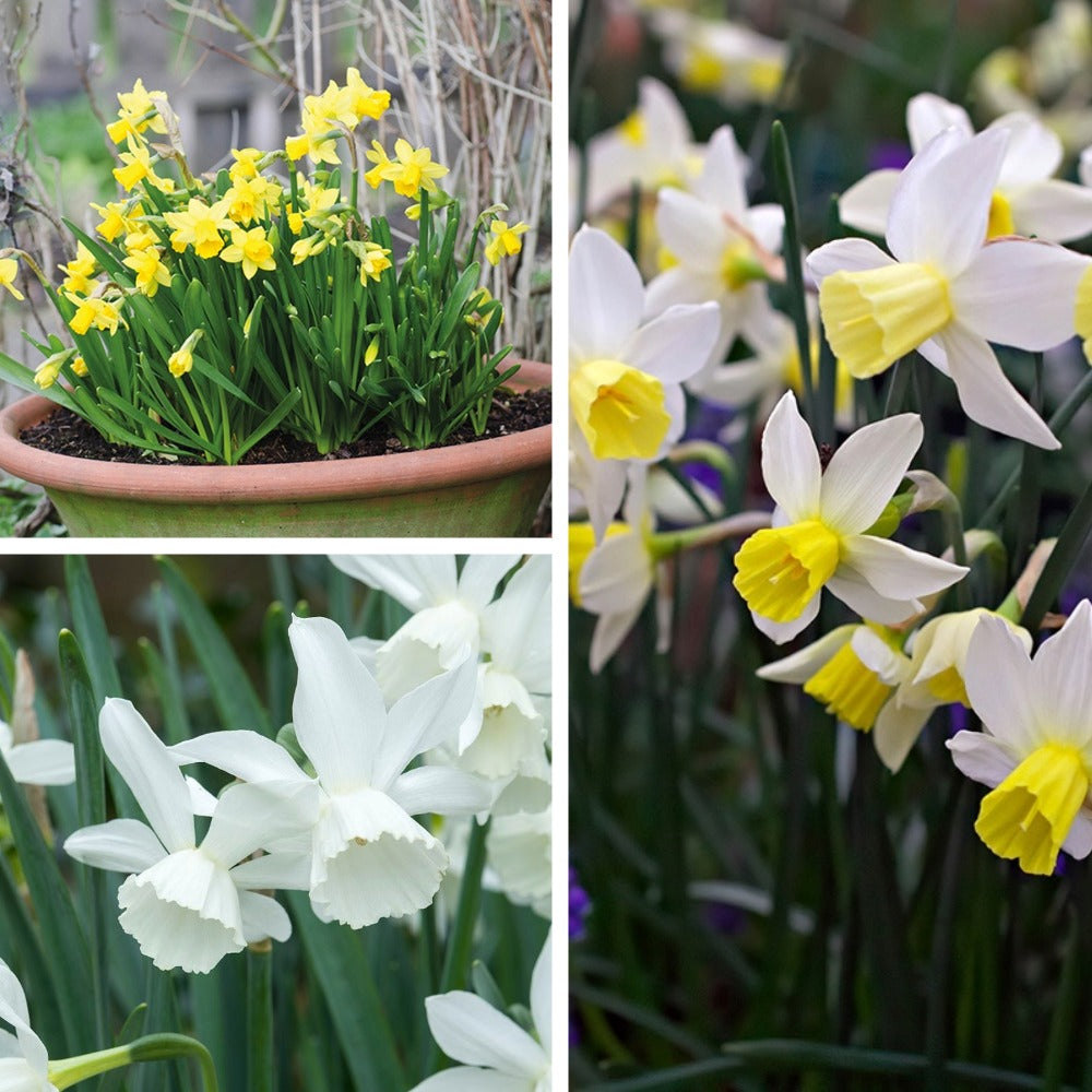 Narcissi Pot Collection