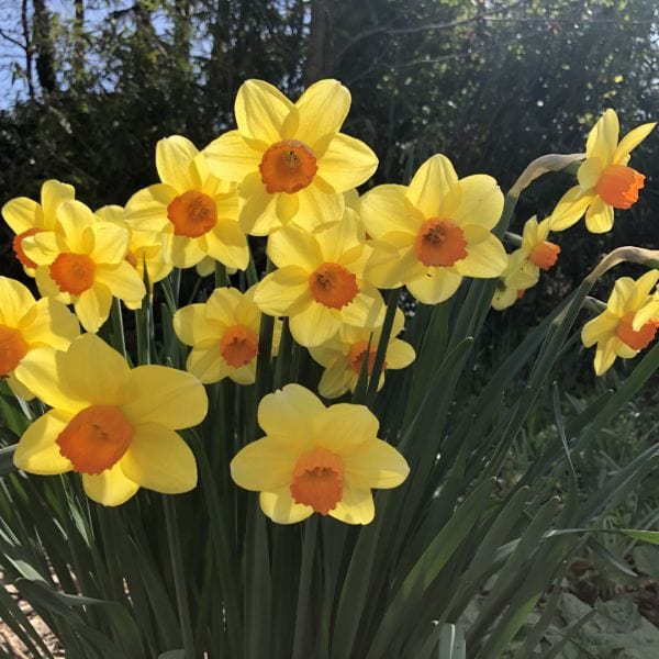 dt-brown FLOWER BULBS Narcissus Brackenhurst Flower Bulbs