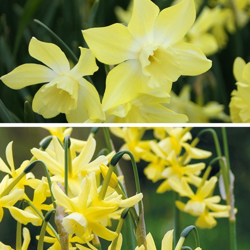 Narcissus Fragrant Bulb Collection