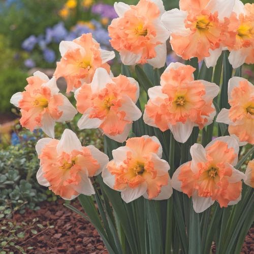 dt-brown FLOWER BULBS Narcissus Mariner Flower Bulbs