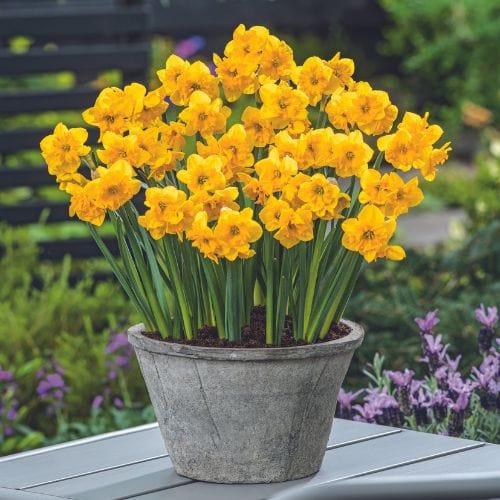 dt-brown FLOWER BULBS Narcissus Yellow Parrot Flower Bulbs