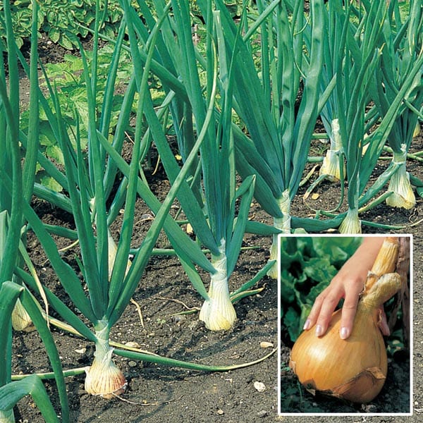 dt-brown ONIONS/GARLIC/SHALLOTS The Kelsae Onion Plants