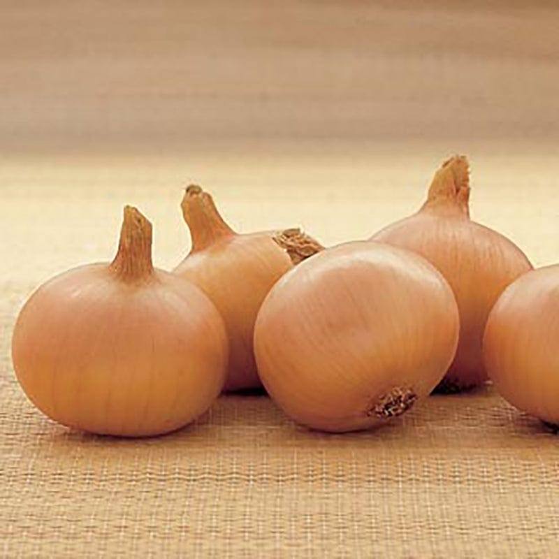 dt-brown ONIONS/GARLIC/SHALLOTS Centurion AGM Onion Sets