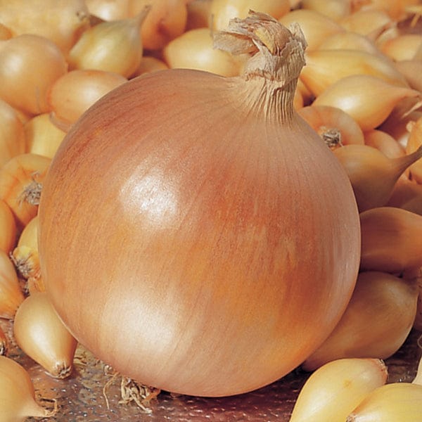 dt-brown ONIONS/GARLIC/SHALLOTS Hercules Onion Sets